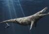 Jurassic sea monster was smaller than once thought, but no less formidable An artist's impression of a pliosaur. Credit: Megan Jacobs/University of Portsmouth