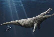Jurassic sea monster was smaller than once thought, but no less formidable An artist's impression of a pliosaur. Credit: Megan Jacobs/University of Portsmouth