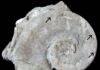 Marine animals first colonized empty seashells about 470 million years ago Steinkern of Maclurites neritoides containing cryptic fauna cornulitids, bryozoans, and graptolites (arrows). Credit: Scientific Reports (2026). DOI: 10.1038/s41598-026-62638-5