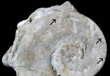 Marine animals first colonized empty seashells about 470 million years ago Steinkern of Maclurites neritoides containing cryptic fauna cornulitids, bryozoans, and graptolites (arrows). Credit: Scientific Reports (2026). DOI: 10.1038/s41598-026-62638-5