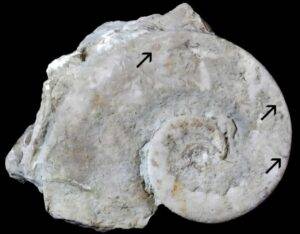 Steinkern of Maclurites neritoides containing cryptic fauna cornulitids, bryozoans, and graptolites (arrows). Credit: Scientific Reports (2026). DOI: 10.1038/s41598-026-62638-5