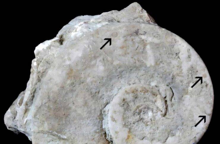 Fossils Archives | Page 4 of 82 | Geology Page