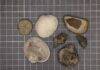 Researchers confirm cause of Earth’s biggest mass extinction Representative samples of the modern fauna (left three samples) and the Paleozoic fauna (right four samples). (Image credit: Sarah Leibovitz)