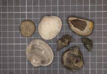 Researchers confirm cause of Earth’s biggest mass extinction Representative samples of the modern fauna (left three samples) and the Paleozoic fauna (right four samples). (Image credit: Sarah Leibovitz)