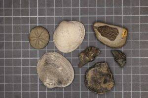 Representative samples of the modern fauna (left three samples) and the Paleozoic fauna (right four samples). (Image credit: Sarah Leibovitz)