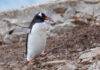 Scientists discover first new penguin species in more than 100 years Gentoo penguin transporting a small stone in its beak, walking across rocky terrain at Neko Harbor, Antarctica. Credit: Eloi_Omella/Getty Images