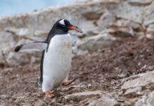 Scientists discover first new penguin species in more than 100 years Gentoo penguin transporting a small stone in its beak, walking across rocky terrain at Neko Harbor, Antarctica. Credit: Eloi_Omella/Getty Images