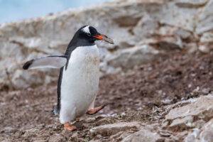 Gentoo penguin transporting a small stone in its beak, walking across rocky terrain at Neko Harbor, Antarctica. Credit: Eloi_Omella/Getty Images