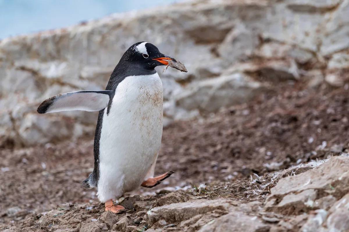 Scientists discover first new penguin species in more than 100