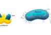 160-million-year-old proteins reveal unexpected power against superbugs. Lactoferrin is an immune protein derived from milk that regulates iron levels in the body. Iron is a key nutrient for bacterial growth.