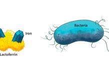 160-million-year-old proteins reveal unexpected power against superbugs. Lactoferrin is an immune protein derived from milk that regulates iron levels in the body. Iron is a key nutrient for bacterial growth.