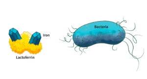 Lactoferrin is an immune protein derived from milk that regulates iron levels in the body. Iron is a key nutrient for bacterial growth.