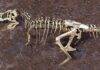 A broken rib from the world’s largest T. rex hid a 66-million-year-old secret A broken T. rex rib has preserved a stunning 66-million-year-old record of blood vessels and healing hidden inside the fossil. Credit: Phoenix Pleasant/ORNL, U.S. Dept. of Energy