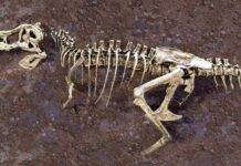 A broken rib from the world’s largest T. rex hid a 66-million-year-old secret A broken T. rex rib has preserved a stunning 66-million-year-old record of blood vessels and healing hidden inside the fossil. Credit: Phoenix Pleasant/ORNL, U.S. Dept. of Energy