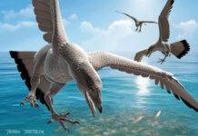 Ancient bird becomes second Australian species to be named from the Cretaceous period Life restoration of Tenuicruris piscanexum gen. et sp. nov. Credit: Artwork by Travis Tischler