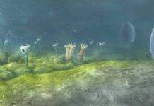 Animals may have evolved vastly earlier than fossil evidence suggests Ediacaran sea floor, Namibia, Southwest Africa - 543 million years ago. Credit: Museum of Natural History, University of Oxford / Mighty Fossils.