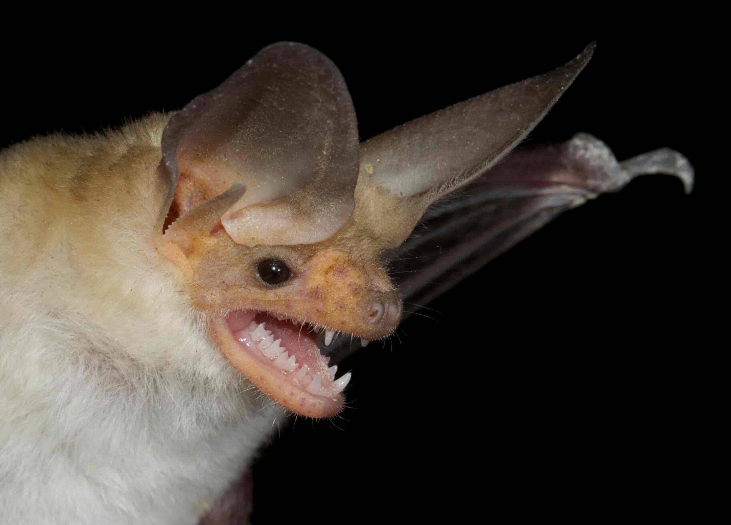 Bat genomes and fossils point to a European origin 65 million years ago Antrozous pallidus from the U.S. Credit: Elizabeth Clare