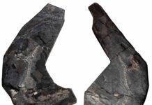 Fossil long known as world’s oldest reptile dethroned The two slabs of NSM G.1990.72.1, the Westlothiana fossil studied in the new work. Credit: Roger Benson, posted with permission from National Museums Scotland