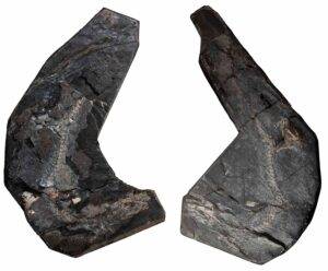 The two slabs of NSM G.1990.72.1, the Westlothiana fossil studied in the new work. Credit: Roger Benson, posted with permission from National Museums Scotland