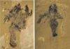 Half-billion-year-old fossils rewrite the origin story of starfish Fossils of Yujingia glutenotunica. Credit: Kaiyue He et al.