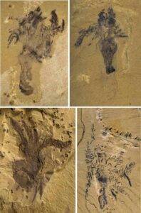Fossils of Yujingia glutenotunica. Credit: Kaiyue He et al.