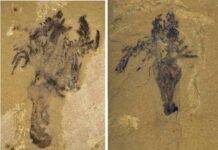 Half-billion-year-old fossils rewrite the origin story of starfish Fossils of Yujingia glutenotunica. Credit: Kaiyue He et al.