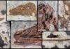 New feathered, winged dinosaur from China challenges our theories on bird and dinosaur evolution Norellraptor barsboldi 130108-MHGU-F4281. Credit: Nature Communications (2026). DOI: 10.1038/s41467-026-77804-6