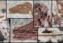 New feathered, winged dinosaur from China challenges our theories on bird and dinosaur evolution Norellraptor barsboldi 130108-MHGU-F4281. Credit: Nature Communications (2026). DOI: 10.1038/s41467-026-77804-6