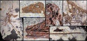 Norellraptor barsboldi 130108-MHGU-F4281. Credit: Nature Communications (2026). DOI: 10.1038/s41467-026-77804-6
