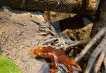 New species of proto-amphibian described by students, named in honor of their mothers A model of Jeanerpeton on the floor of the Carboniferous forest at the Field Museum's Evolving Planet exhibition. Credit: Allison Sefcovic