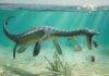 Queasy plesiosaurs swam to shore to vomit, Jurassic fossils reveal Queasy plesiosaurs swam to shore to vomit, Jurassic fossils reveal