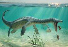 Queasy plesiosaurs swam to shore to vomit, Jurassic fossils reveal Queasy plesiosaurs swam to shore to vomit, Jurassic fossils reveal