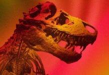 Scientists finally know the body temperature of the Tyrannosaurus rex Tyrannosaurus rex. Illustration by Nancy del Aguila/UCLA